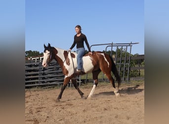 Arbeitspferd Mix, Wallach, 6 Jahre, 163 cm, Schecke