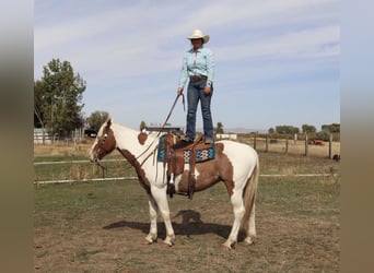 Arbeitspferd Mix, Wallach, 6 Jahre, 163 cm, Schecke