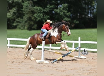Arbeitspferd, Wallach, 6 Jahre, 163 cm, Tobiano-alle-Farben