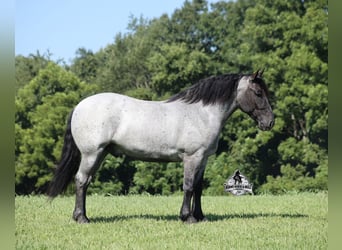 Arbeitspferd, Wallach, 6 Jahre, 163 cm