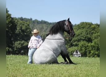 Arbeitspferd, Wallach, 6 Jahre, 163 cm