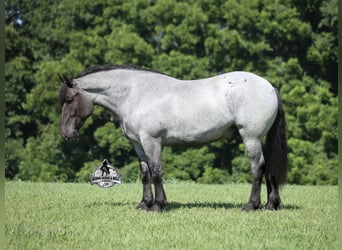 Arbeitspferd, Wallach, 6 Jahre, 163 cm