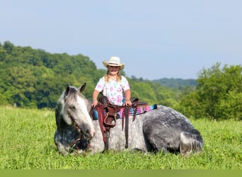 Arbeitspferd Mix, Wallach, 6 Jahre, 165 cm, Apfelschimmel