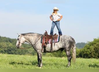 Arbeitspferd Mix, Wallach, 6 Jahre, 165 cm, Apfelschimmel
