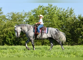 Arbeitspferd Mix, Wallach, 6 Jahre, 165 cm, Apfelschimmel