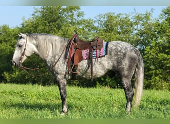 Arbeitspferd Mix, Wallach, 6 Jahre, 165 cm, Apfelschimmel
