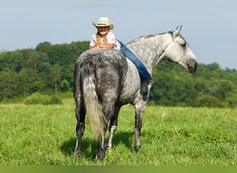 Arbeitspferd Mix, Wallach, 6 Jahre, 165 cm, Apfelschimmel