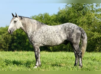 Arbeitspferd Mix, Wallach, 6 Jahre, 165 cm, Apfelschimmel