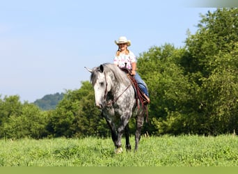 Arbeitspferd Mix, Wallach, 6 Jahre, 165 cm, Apfelschimmel