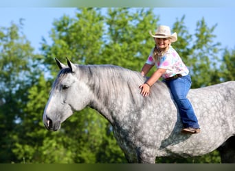 Arbeitspferd Mix, Wallach, 6 Jahre, 165 cm, Apfelschimmel