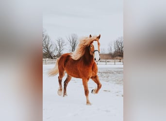 Arbeitspferd, Wallach, 6 Jahre, 165 cm, Dunkelfuchs