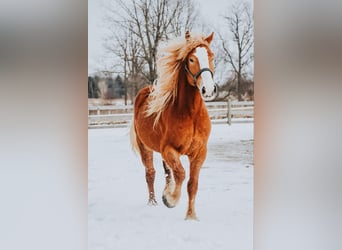 Arbeitspferd, Wallach, 6 Jahre, 165 cm, Dunkelfuchs