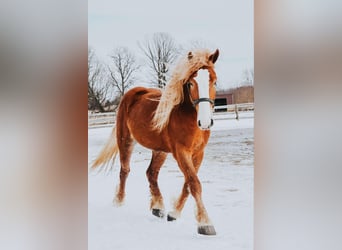 Arbeitspferd, Wallach, 6 Jahre, 165 cm, Dunkelfuchs