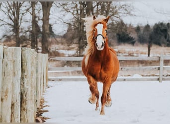 Arbeitspferd, Wallach, 6 Jahre, 165 cm, Dunkelfuchs