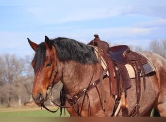 Arbeitspferd, Wallach, 6 Jahre, 165 cm, Roan-Bay