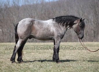 Arbeitspferd, Wallach, 6 Jahre, 165 cm, Roan-Blue