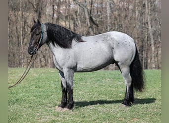 Arbeitspferd, Wallach, 6 Jahre, 165 cm, Roan-Blue