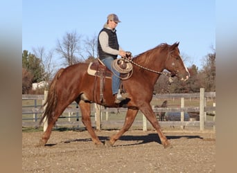 Arbeitspferd Mix, Wallach, 6 Jahre, 168 cm, Dunkelfuchs