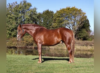 Arbeitspferd Mix, Wallach, 6 Jahre, 168 cm, Dunkelfuchs