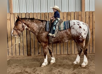 Arbeitspferd Mix, Wallach, 6 Jahre, 168 cm