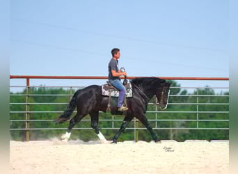 Arbeitspferd Mix, Wallach, 6 Jahre, 168 cm, Rappe