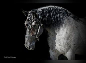 Arbeitspferd Mix, Wallach, 6 Jahre, 168 cm, Roan-Blue