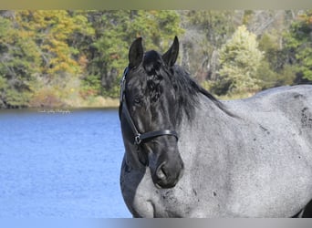 Arbeitspferd Mix, Wallach, 6 Jahre, 168 cm, Roan-Blue