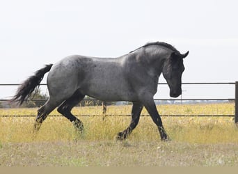 Arbeitspferd Mix, Wallach, 6 Jahre, 168 cm, Roan-Blue