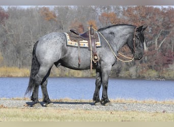 Arbeitspferd Mix, Wallach, 6 Jahre, 168 cm, Roan-Blue