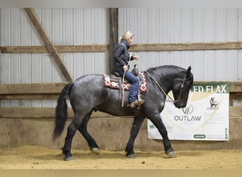 Arbeitspferd Mix, Wallach, 6 Jahre, 168 cm, Roan-Blue