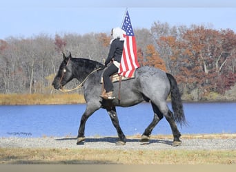 Arbeitspferd Mix, Wallach, 6 Jahre, 168 cm, Roan-Blue