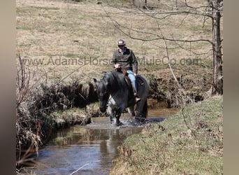 Arbeitspferd, Wallach, 6 Jahre, 168 cm, Roan-Blue