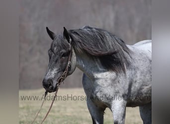 Arbeitspferd, Wallach, 6 Jahre, 168 cm, Roan-Blue
