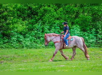 Arbeitspferd, Wallach, 6 Jahre, 168 cm, Roan-Red