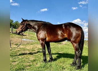 Arbeitspferd, Wallach, 6 Jahre, 168 cm, Rotbrauner