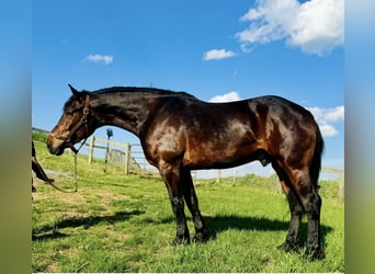 Arbeitspferd, Wallach, 6 Jahre, 168 cm, Rotbrauner