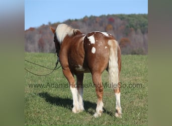 Arbeitspferd, Wallach, 6 Jahre, 168 cm, Rotfuchs