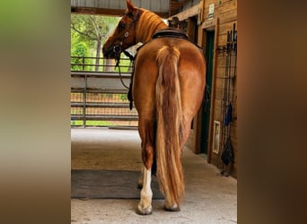 Arbeitspferd, Wallach, 6 Jahre, 168 cm, Rotfuchs