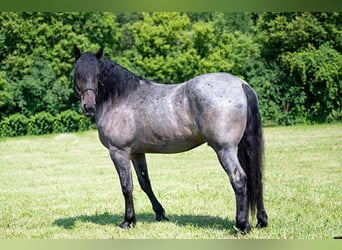 Arbeitspferd, Wallach, 6 Jahre, 170 cm, Roan-Blue