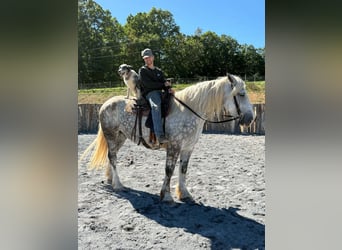 Arbeitspferd Mix, Wallach, 6 Jahre, 173 cm, Apfelschimmel