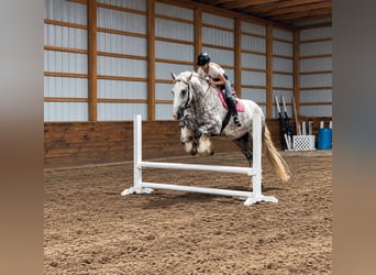 Arbeitspferd Mix, Wallach, 6 Jahre, 173 cm, Apfelschimmel