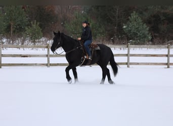 Arbeitspferd Mix, Wallach, 6 Jahre, 173 cm, Rappe