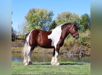 Arbeitspferd Mix, Wallach, 6 Jahre, 173 cm, Schecke