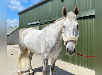 Arbeitspferd, Wallach, 6 Jahre, 175 cm, Schimmel