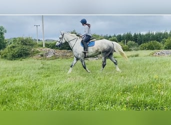 Arbeitspferd, Wallach, 6 Jahre, 175 cm, Schimmel