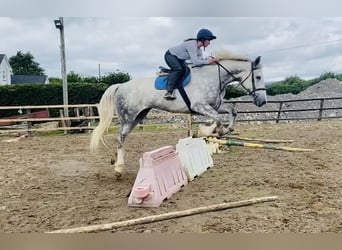 Arbeitspferd, Wallach, 6 Jahre, 175 cm, Schimmel