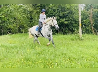 Arbeitspferd, Wallach, 6 Jahre, 175 cm, Schimmel