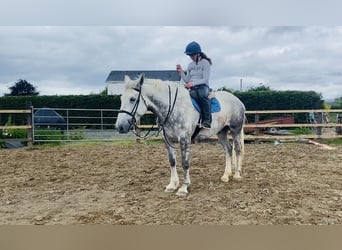 Arbeitspferd, Wallach, 6 Jahre, 175 cm, Schimmel