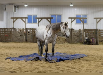 Arbeitspferd Mix, Wallach, 6 Jahre, 175 cm, Schimmel