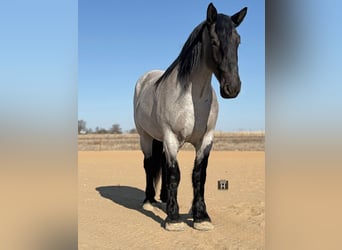 Arbeitspferd Mix, Wallach, 6 Jahre, 183 cm, Roan-Blue